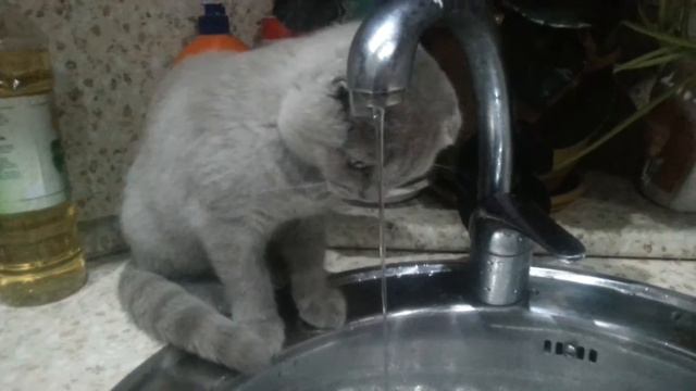 Как кот пьёт воду из крана смотреть онлайн