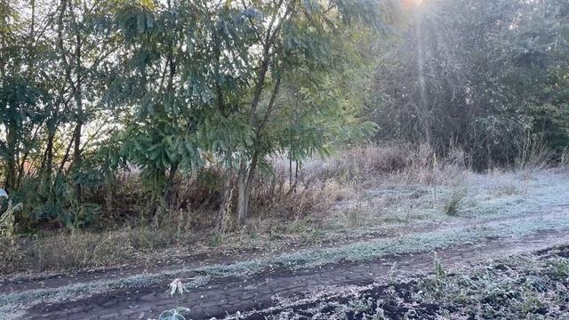 Розы на морозе!!! 12 октября первые заморозки! смотреть онлайн