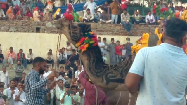 Rajasthani uth ka dance dj ke upar jhunjhunu sultana ahiram fulll смотреть онлайн