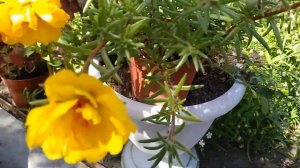 Портулак - ампельный шедевр!? Неприхотливый красочный однолетник.