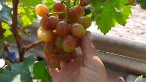 Виноград. Гран-при.