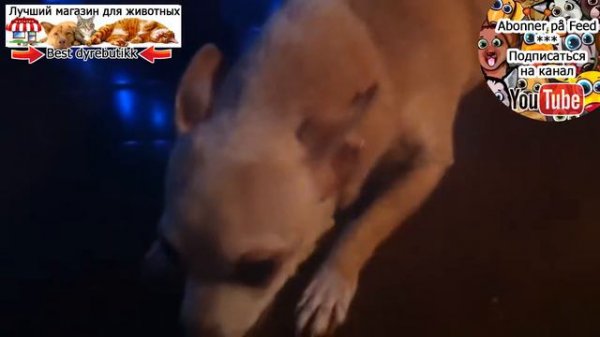 Собаки злятся