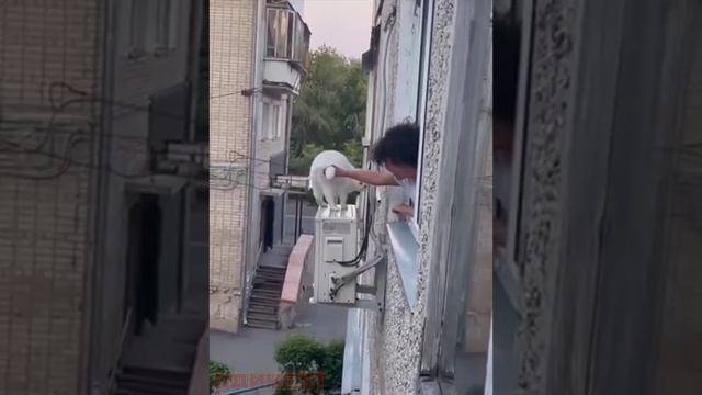 Испугались? Обосрался! смотреть онлайн