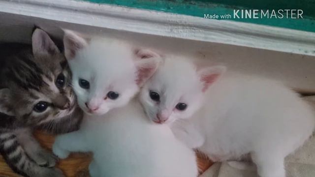 Мои котята смотреть онлайн