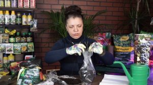 Как сохранить саженцы до посадки ✿