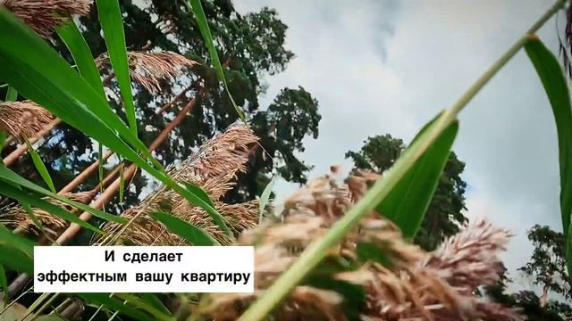 Как с помощью обычного тростника принести в дом уют ? смотреть онлайн