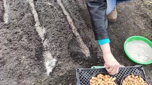 ПОСАДКА ЛУКА. КАК ПОСАДИТЬ ЛУК.  Посадка лука севка весной.