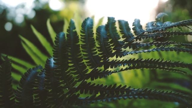 Насекомые Гиганты, Которые Вымерли к Счастью для Человека смотреть онлайн