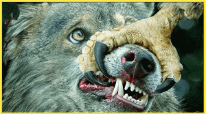 Беркут в деле . Он способен разрывать