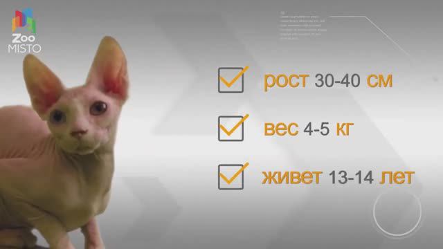Сфинкс - все о породе смотреть онлайн
