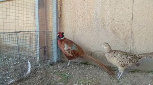 Фазан охотничий