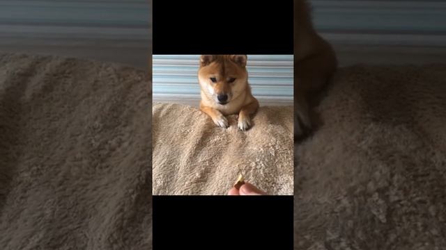 Щенок Сиба ину играет Shiba inu смотреть онлайн
