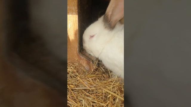 .Обычные будни в деревни#деревня #козы #нутрии #содержание #изгородавдеревню #жизнь смотреть онлайн