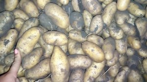 Картофель Гранада урожай 2021