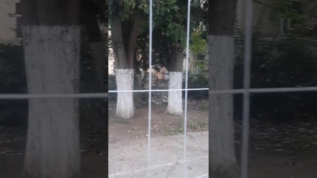 СОШ 80 Лазаревское, г Сочи. РЕМОНТ 2022. День переезда начальной школы - 1-й день второй четверти. смотреть онлайн