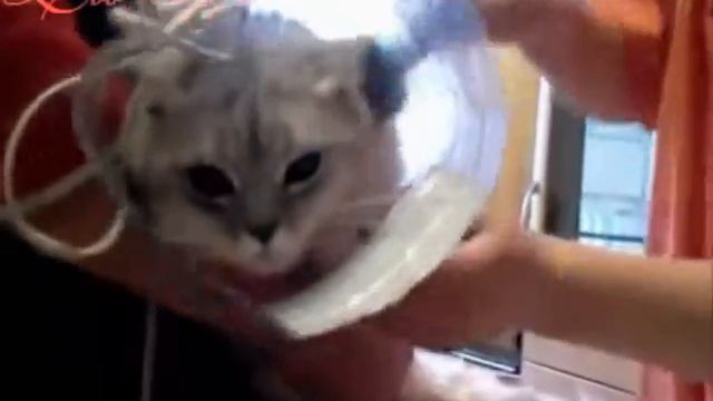 Стрижка кошки. смотреть онлайн