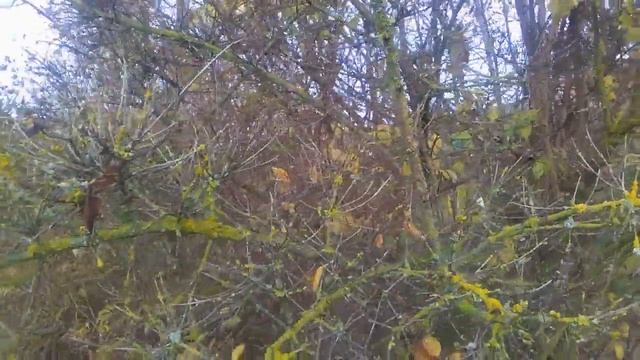 Декоративные кустарники. Обрезка чубушника (жасмина) осенью смотреть онлайн