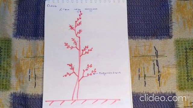 Обрезка колоновидной яблони / Pruning of a columnar apple tree смотреть онлайн