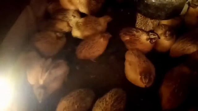 ПЕРЕПЕЛА. Когда начинают нестись перепела. Перепела не несутся. смотреть онлайн