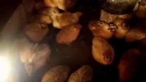 ПЕРЕПЕЛА. Когда начинают нестись перепела. Перепела не несутся.