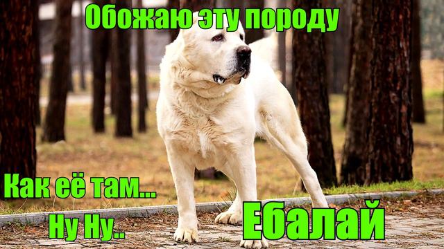 Обожаю эту породу... смотреть онлайн