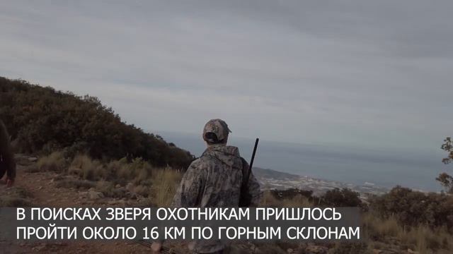 Охота Тимура на козерога Сьерра-Невада в Испании май 2023 года. смотреть онлайн
