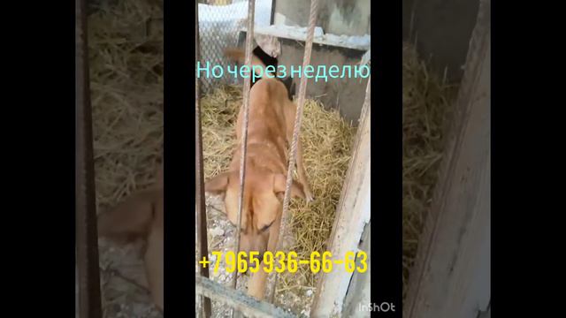 Я никому не нужен.... смотреть онлайн