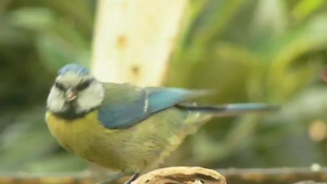 Parus Caeruleus - Herrerillo - Blue Tit смотреть онлайн