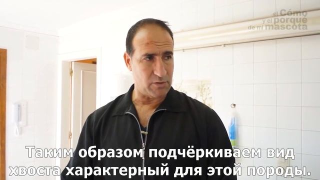 Собаки-собачьи стрижки. Как подстричь пуделя Той? смотреть онлайн
