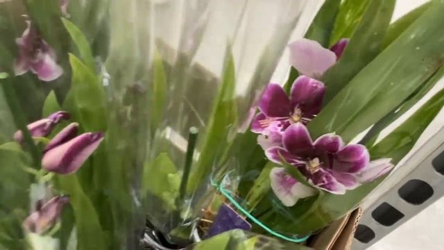 Ооогромное поступление на Шоу Орхидей в Бауцентре. Фронтера, Пикассо, Рим, Мауди, камбрии .. смотреть онлайн