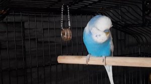 Учим попугая говорить "Гоша хороший"