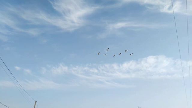 Лебеді кличуть у ключ. смотреть онлайн