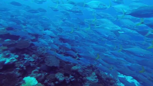 Fish Soup | Maldives | Laamu Atol | GoPro смотреть онлайн