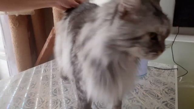 Мейн-кун. Размер. Играем. Кушаем. смотреть онлайн