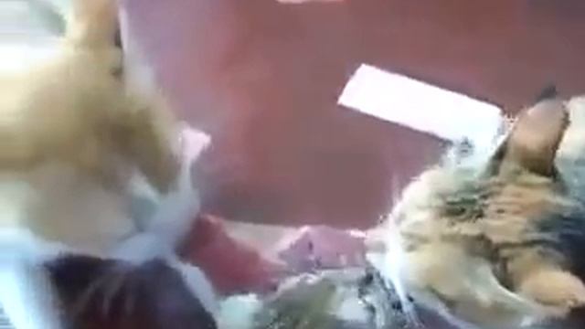 Коты дерутся за кусок мяса смотреть онлайн