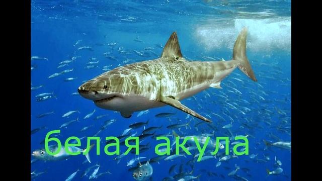 Топ 5 самых Больших Видов Акул смотреть онлайн