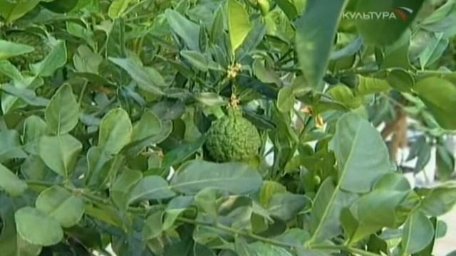 Citrus Fruits2.avi смотреть онлайн
