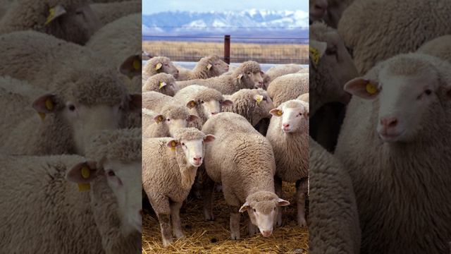 Sheep | Wikipedia audio article смотреть онлайн