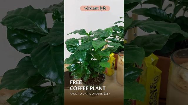 Coffee Plant - Coffea Arabica Free With Purchase