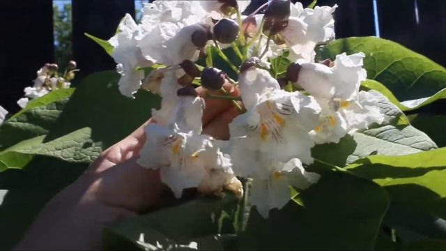 Сенсация! Катальпа зацвела в Марий Эл! Зимовала без укрытия в - 36 С  !