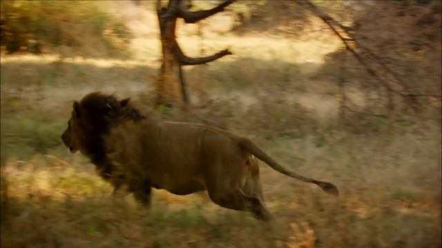 Maned Lioness Displays Both Male and Female Traits смотреть онлайн