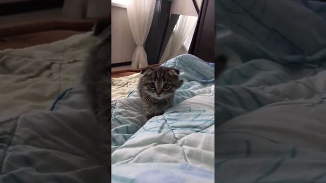 Начинающий охотник смотреть онлайн