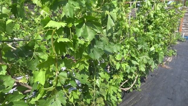 Уход за виноградом во время бурного роста и цветения. смотреть онлайн