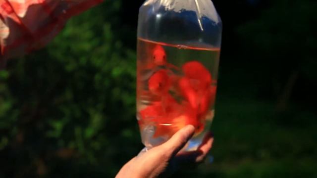 Рыбы в домашнем пруду. Золотые рыбки для дачного водоема