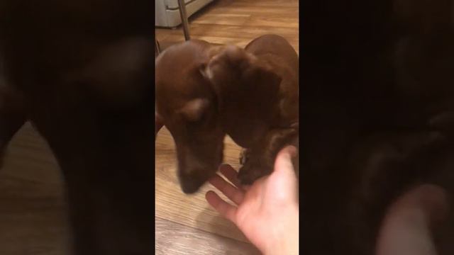 Дрисировка таксы смотреть онлайн