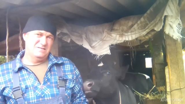 Бычки на откорме грызут доски. смотреть онлайн