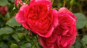 САМЫЕ НЕПРИХОТЛИВЫЕ И КРАСИВЫЕ ПЛЕТИСТЫЕ РОЗЫ