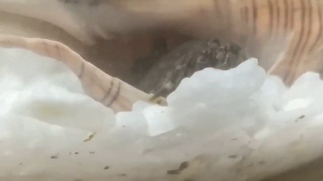 Краб - Паук смотреть онлайн