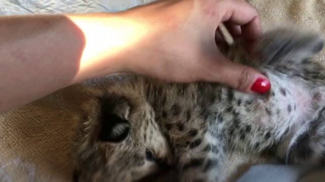 Котёнок Сервал смотреть онлайн