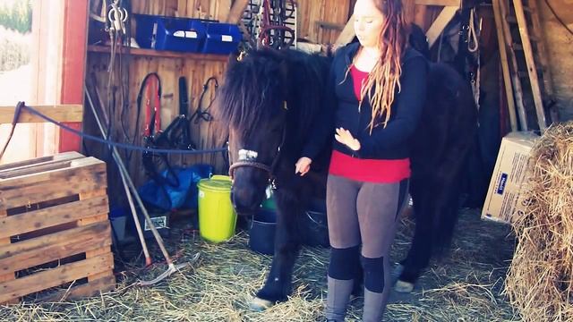 Pros and cons with different bitless bridles смотреть онлайн